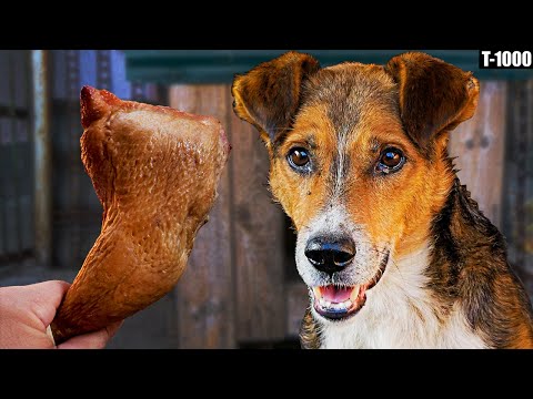 Видео: Купил 1,7 КГ МЯСА для собаки дворняги, сколько съест?