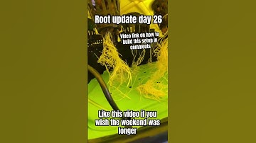Easy hydroponic roots with beginner DWC LED indoor grow setup  #shorts #diy