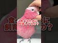 【インコ飼育者のあるある】なぁぜなぁぜ？ #shorts