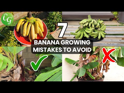 Video: What do bananas grow on? Not on a palm or even on a tree