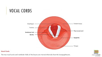 Chapter 22 Recorded Lecture