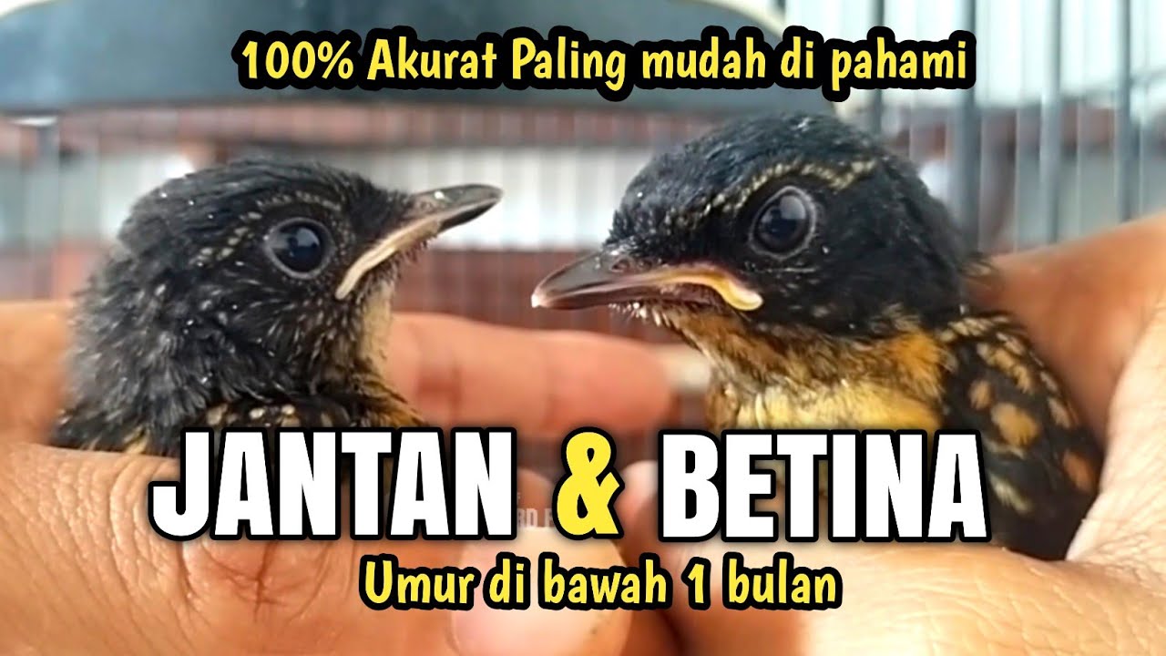 PERBEDAAN MURAI JANTAN DAN BETINA TROTOL PALING AKURAT‼️
