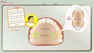 5. Sınıf Fen Bilimleri - Diş Çeşitleri - Morpa Kampüs