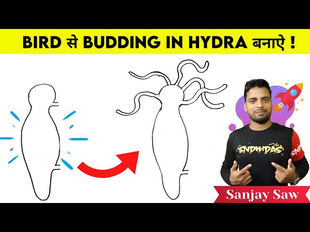 How to draw budding in hydra step by step for beginners! class=