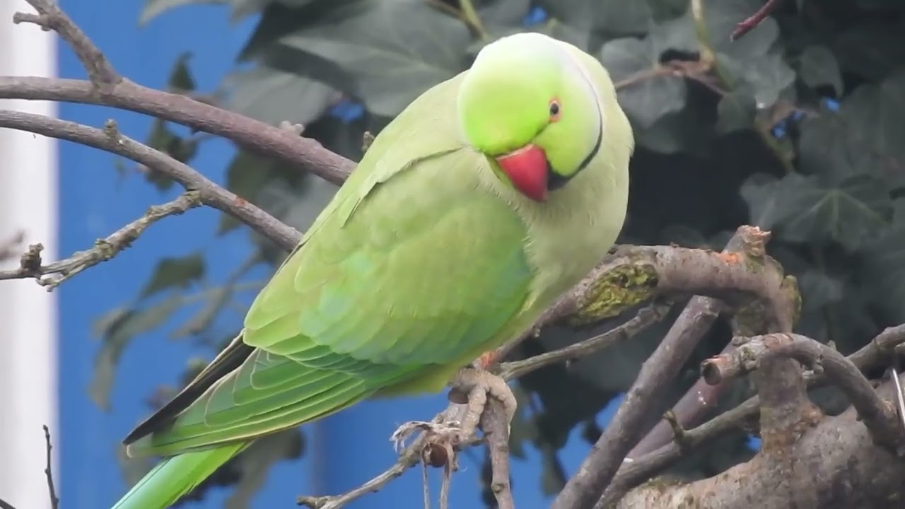 Ring-Necked Parakeets (Psittacula krameri) – Tree Acrobatics & Clever Feeding 🦜🌿