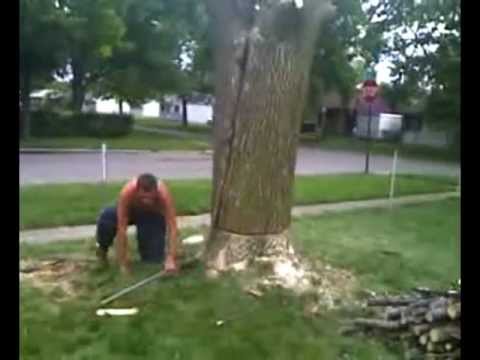 How not  to cut  down a tree YouTube