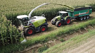 Claas Jaguar 980  Trinciatura Mais 2023