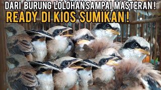 Dari burung lolohan sampai masteran! ready di kios sumikan!