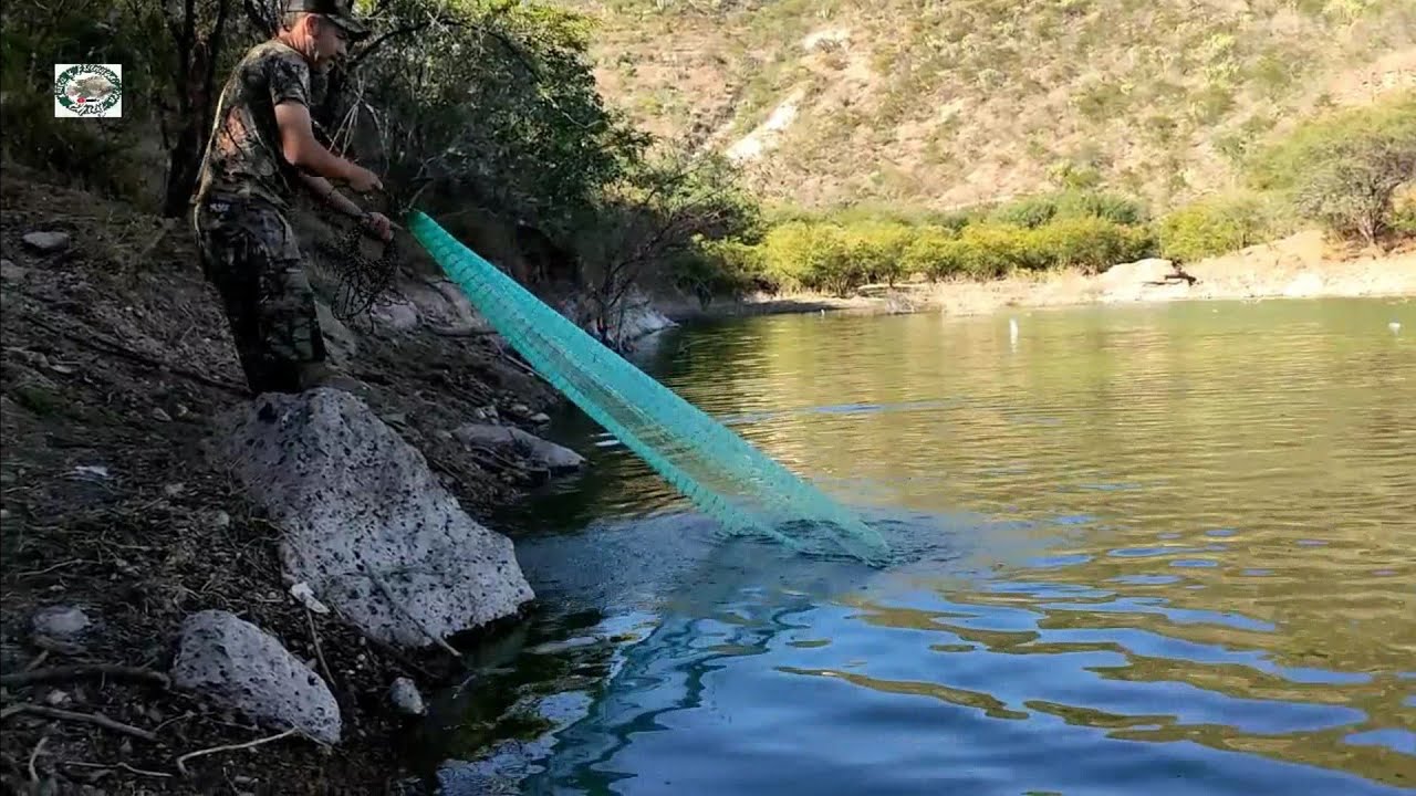 MIRA CUANTA TILAPIA GIGANTE salió en la sierra con el amigo paco