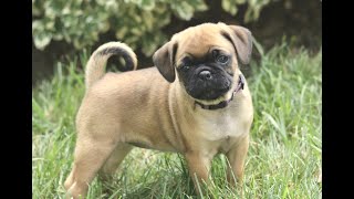 Puggle Puppies for Sale