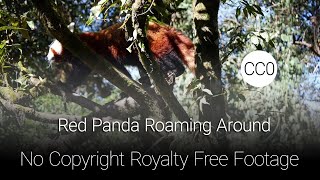 A Red Panda | Free Stock Video Footage | No copyright Royalty Free (CC0)
