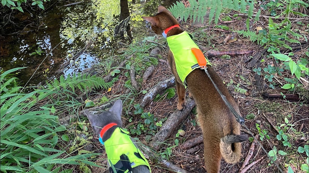 Abyssinian Adventures, Poe Valley Takeover