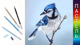 🐤 Как нарисовать птицу сойку пастельными карандашами ✏️ Урок рисования пастелью 👍 Спидпейнт