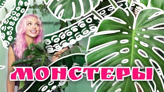 Монстеры - монстры из домашних горшков. Моя коллекция комнатных растений а именно растение монстера