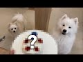 元パティシエの旦那が犬用ケーキ作ってみたが･･･【失敗】サモエドのネモ＆mix犬シェリー