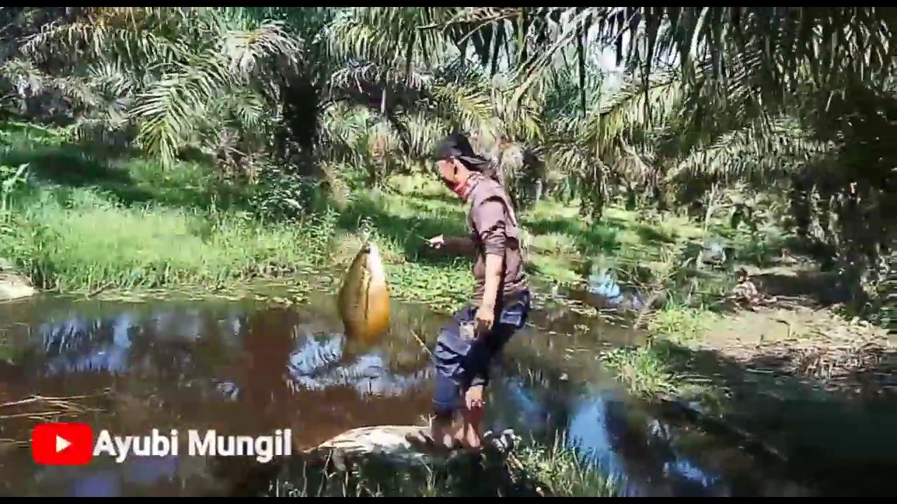 MANCING IKAN SEPAT SIAM JUMBOOO Terbaru 2020# DAPAT SATU EMBER# 