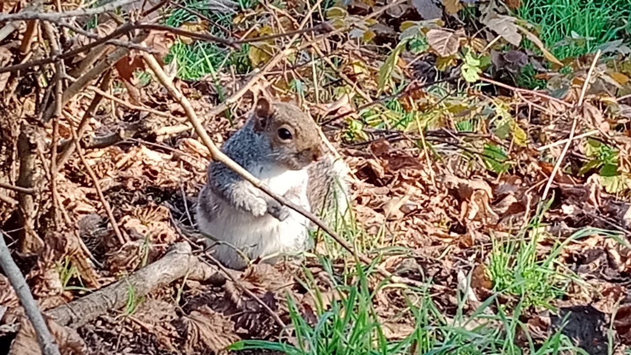 Monza & Desio 2026 - Day 2 - Geocaching al Parco di Monza