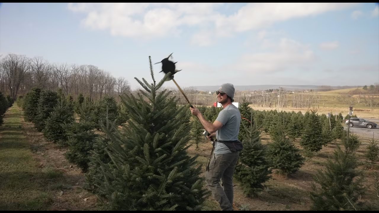 Local Christmas Tree Farms Prepare for the Holiday Rush - YouTube