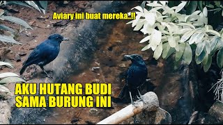 Biarlah Berkembang Biak Di Aviary Hutan Sekarang Terlalu Berbahaya Buat Mereka Para Ciung Wanara 