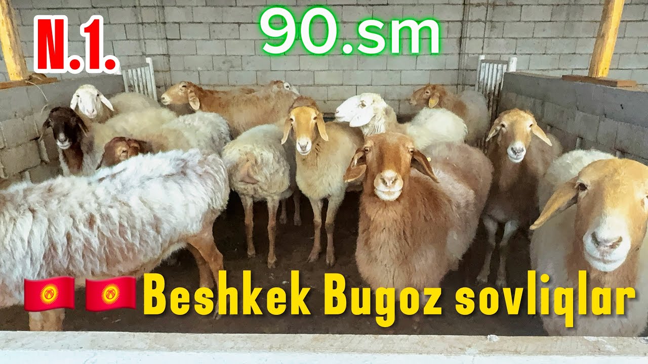 🇰🇬Bishkekdan sovliqlarni 90smli bugozlaridan tugishga juda yaqinlaridan 