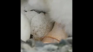 How a penguin chick is born. Как рождается птенец пингвина.