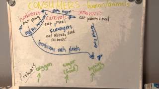 Producers? Consumers? or Decomposers? Producers? Consumers? or Decomposers?