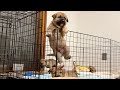 脱走しようとした子犬、降りられなくなって泣き出しました...【ゴールデンレトリバー・ボーダーコリー】