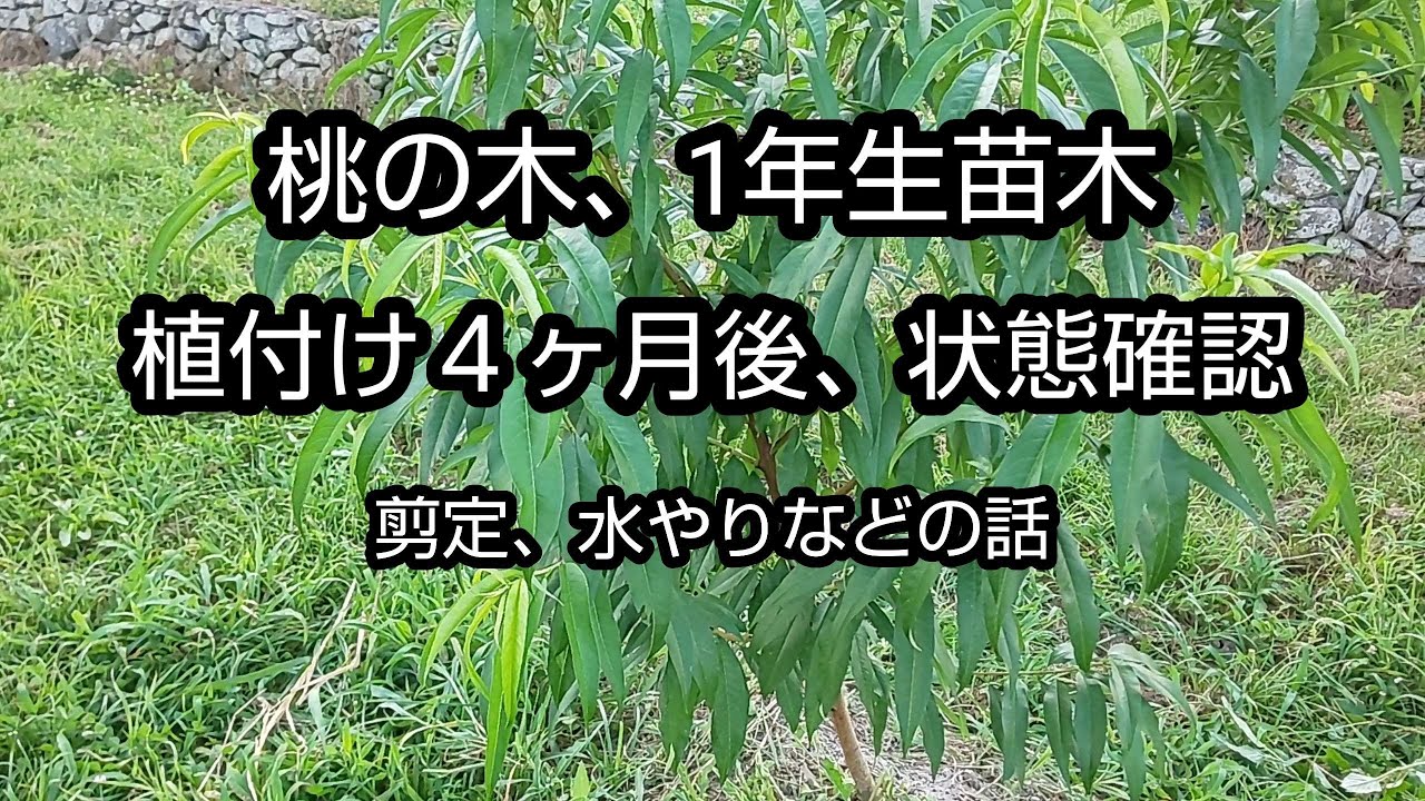 Peach Cultivation (2): Progress Report on 1-Year-Old Saplings