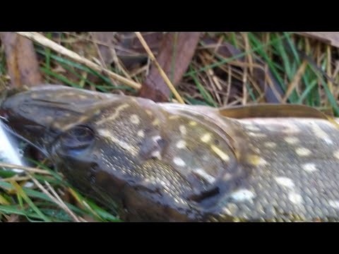 ловля зимой на malas
