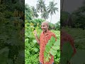 ఇన్ఫెక్షన్ తగ్గించే అద్భుతమైన ఔషధం మొక్క || An excellent medicinal plant that reduces infection