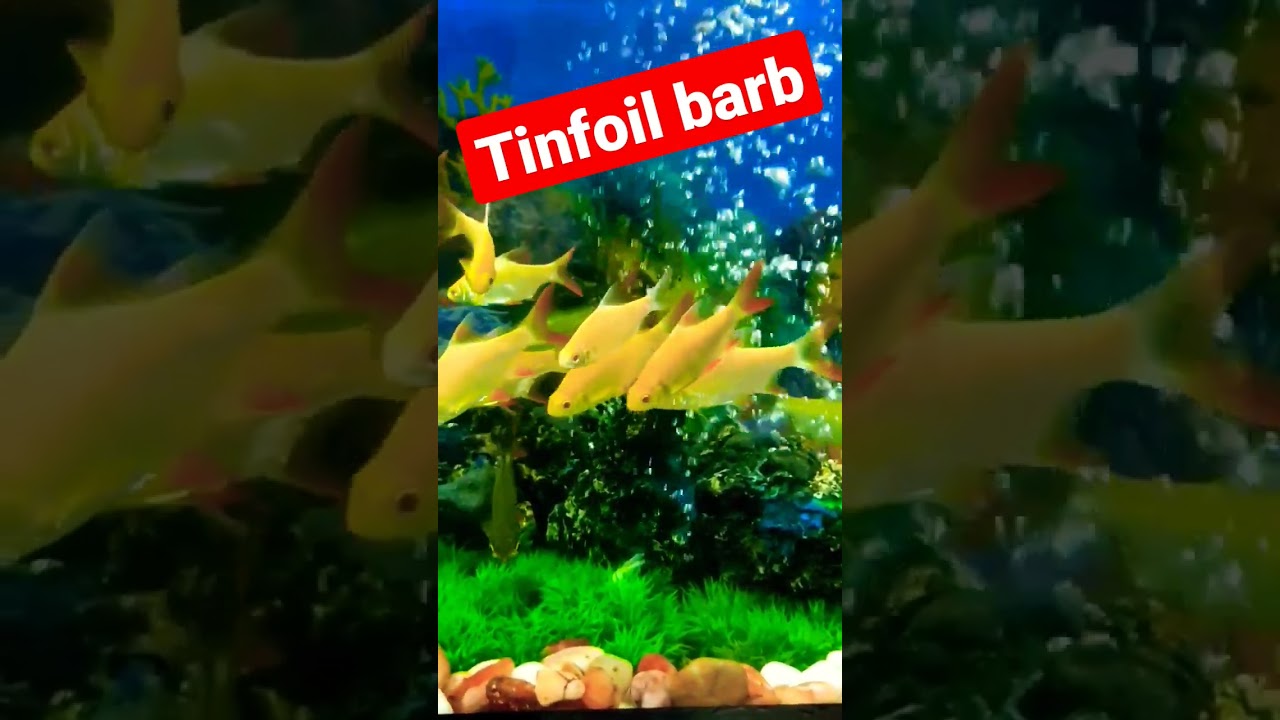 Tinfoil Barb | Fish Care | Fish Keeping | Aquarium fish tinfoil barb | best fish for beginners |