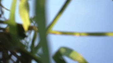 SKYWALKER FPV 5.8ghz 500mw CRASH