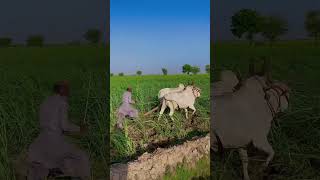 Very hard working in fields #ihavethisthingwithplants #shortvideo #tranding #shorts #farminglife