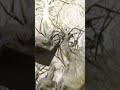 Parasites control
