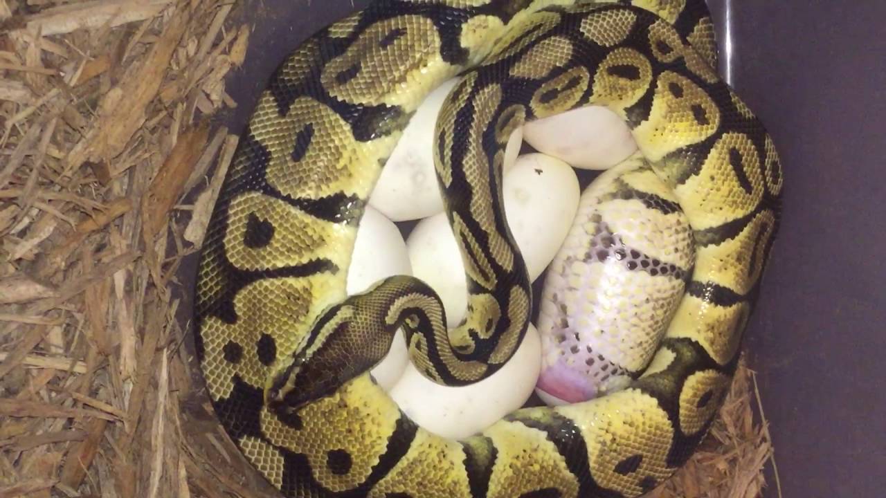 Ball Python laying eggs - YouTube
