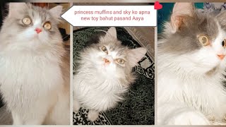 princess muffins and sky ko apna new toy bahut pasandAaya#cat#catlover#share#like#subscribe #viral