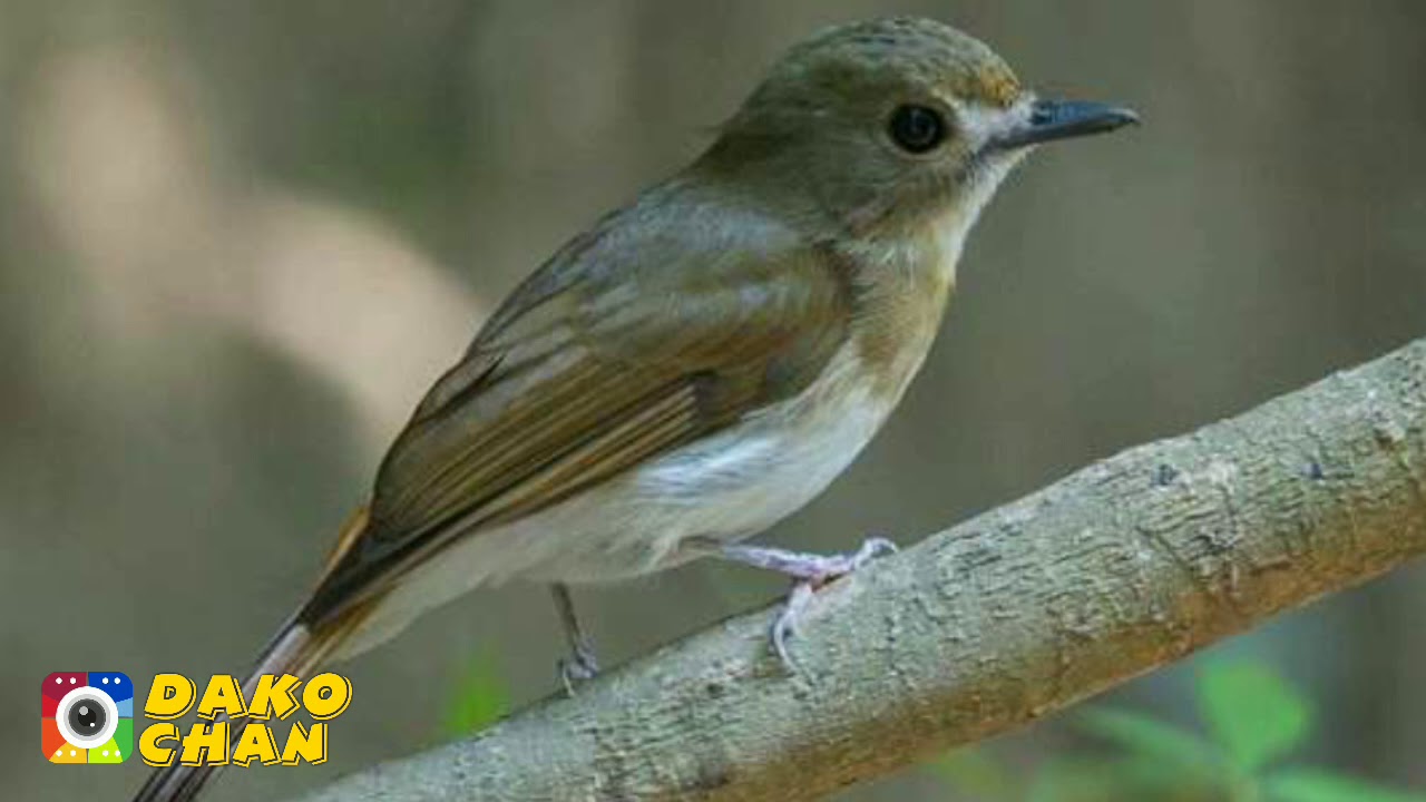 SRDC GACOR DURASI PANJANG // MASTER SIKATAN RIMBA DADA COKLAT