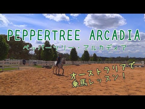 オーストラリアの乗馬クラブでレッスン!│Horse Riding Lesson at Peppertree Arcadia (Eng subs)