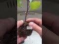 4/6【ナス】植付け　こうして植付けをすれば成長が早く大きく育って収穫が早くなります