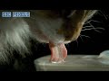 How A Cat Drinks Amazing Super Slow Motion 2000FPS 