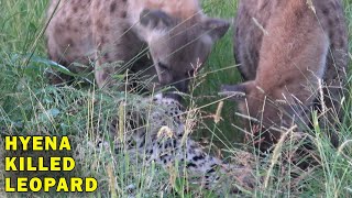Hyenas Killed Leopard Caught on Camera