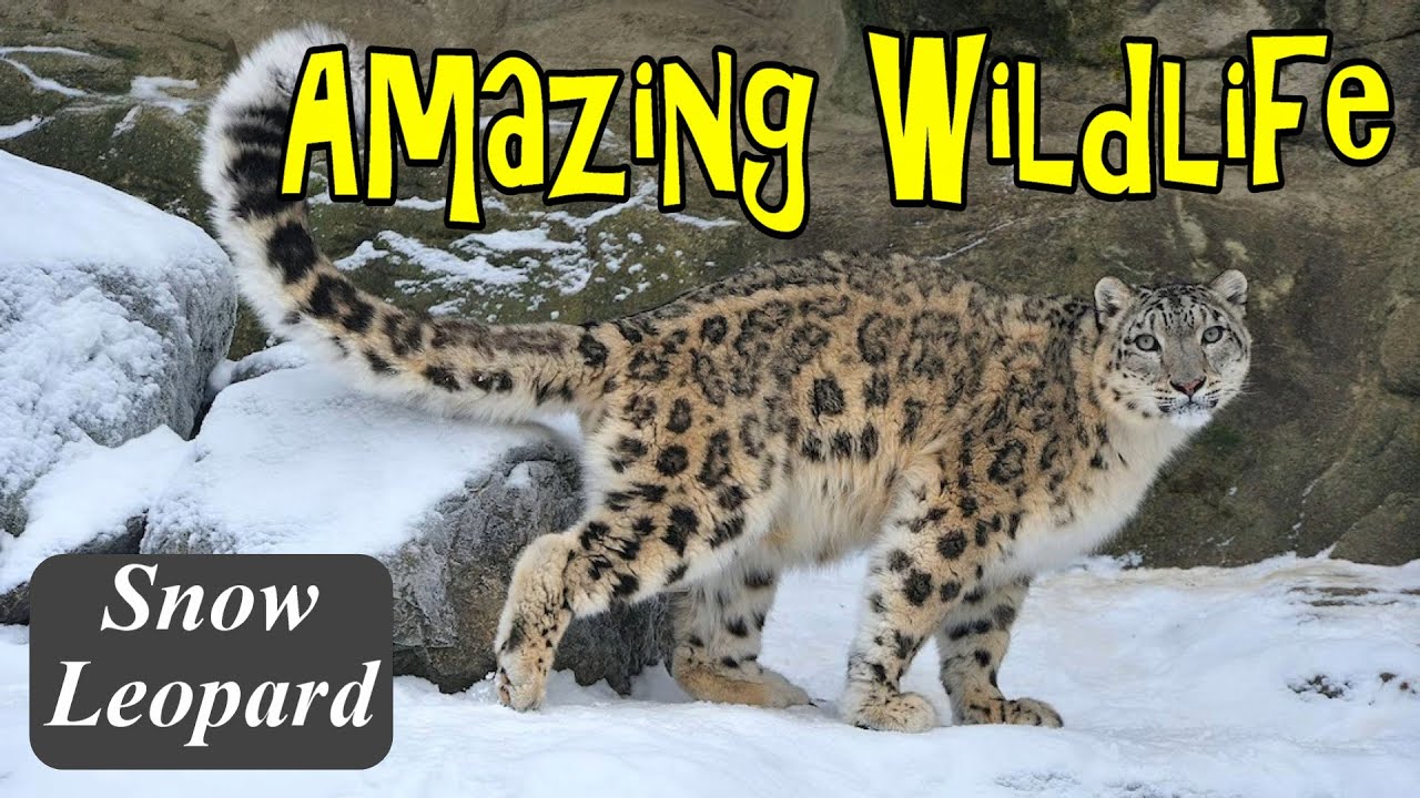 Watch Amazing Wildlife Photographs Snow Leopard on YouTube Watch Amazing Wildlife Photographs Snow Leopard on YouTube