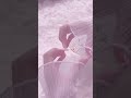めちゃくちゃ前に撮影したやつです！笑 #生活音 #ピンク系統 #伸びろ #asmr #購入品紹介