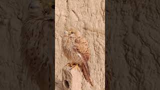 humko kisne banaya Kaleemullah Khan official #birds