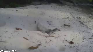 Cute Baby Soft Shell Turtles Hatching on Lake Harney