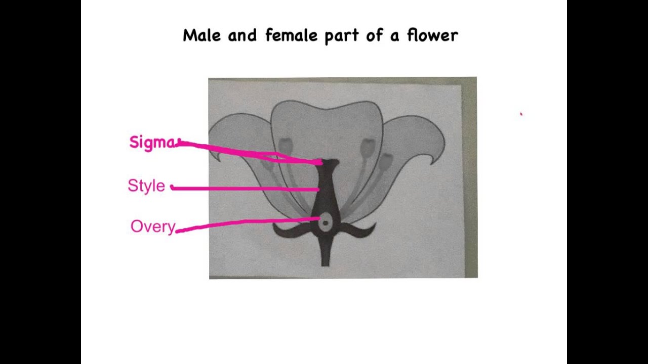 Male and Female parts of a Flower - YouTube