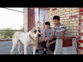 Туран перспективный Кобель Туркменский Волкодав Turkmen it alabay Central Asian Work Dogs Alabai