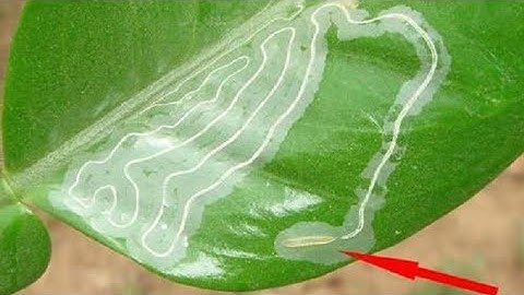 Thuốc Đặc trị SÂU VẼ BÙA , Dòi đục lá. Diệt Sạch Sau 1 lần phun , Không nóng