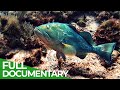 Changing seas  our oceans in peril  full season  free documentary nature