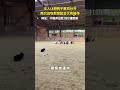 主人让把鸭子黑白分开,两只边牧默契配合大秀操作!网友:不敢养边牧,怕它嫌我笨。